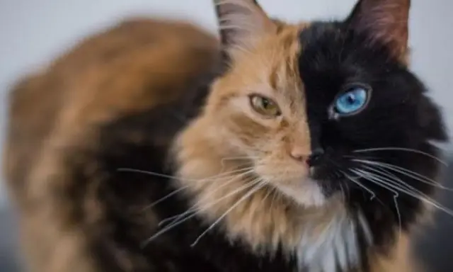 Gato con quimerismo genético, mitad naranja con ojo amarillo, mitad negro con ojo azul.