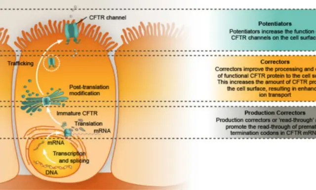 Illustrazione del processo di produzione e traffico della proteina CFTR, fondamentale per capire la fibrosi cistica come si scopre e come trattarla.