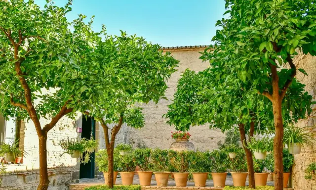 Deux citronniers en pot, chargés de fruits verts, ombragent une cour pavée. Des plantes en pots bordent un mur de pierre.