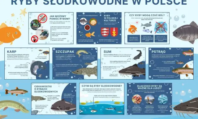 Ryby drapieżne w Polsce: szczupak, sum i pstrąg. Poznaj ich cechy i ciekawostki.