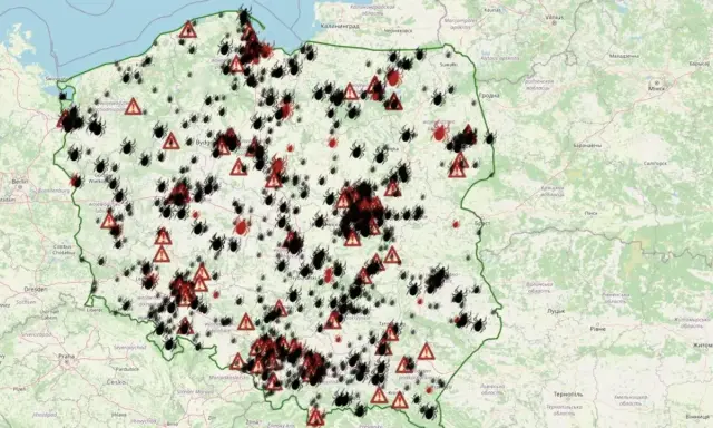 Gdzie jest najwięcej kleszczy w Polsce? Unikaj tych miejsc!