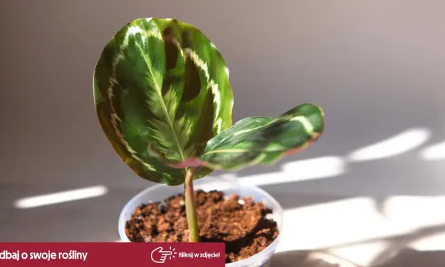 Calathea w doniczce, z pięknymi liśćmi. Czy jest trująca? Nie, ta roślina jest bezpieczna dla zwierząt i dzieci.
