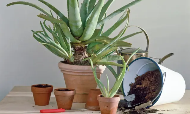 Mehrere kleine Aloe Vera Ableger in Terrakotta-Töpfen, bereit zum Einpflanzen. Ein großer Aloe Vera Topf und ein umgekippter Eimer mit Erde sind im Hintergrund.