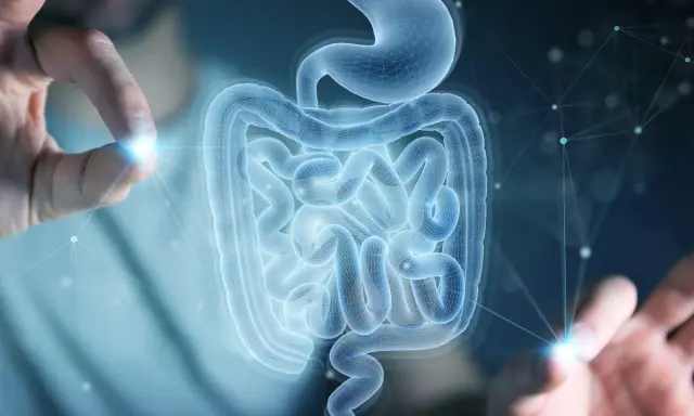 Mani che interagiscono con un modello 3D di stomaco e intestino, evidenziando la complessità della flora batterica.