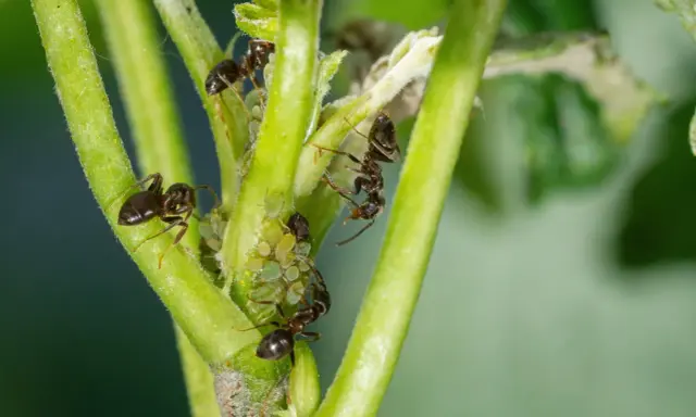 Des fourmis dans le jardin, une scène qui rappelle la recette de grand-mère pour un potager sain.