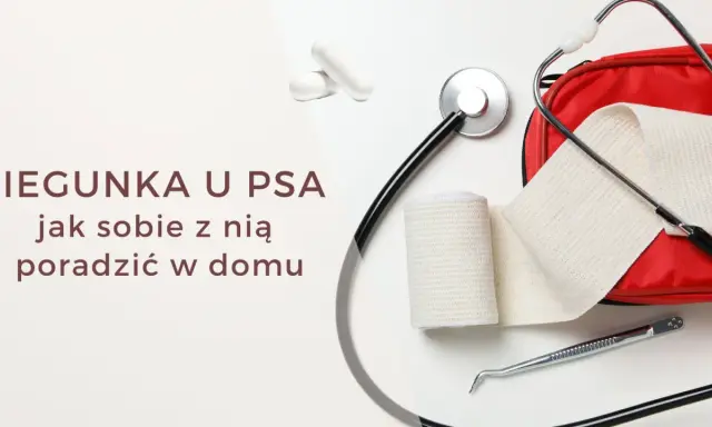 Biegunka u psa? Zestaw pierwszej pomocy z bandażem i stetoskopem, gotowy na domowe leczenie.