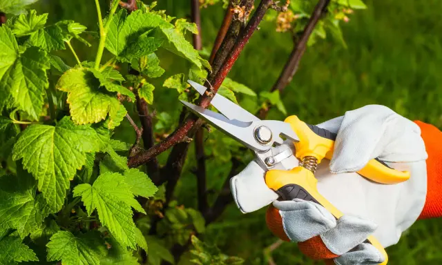 Gärtner schneidet mit einer Gartenschere einen Ast der Jostabeere.