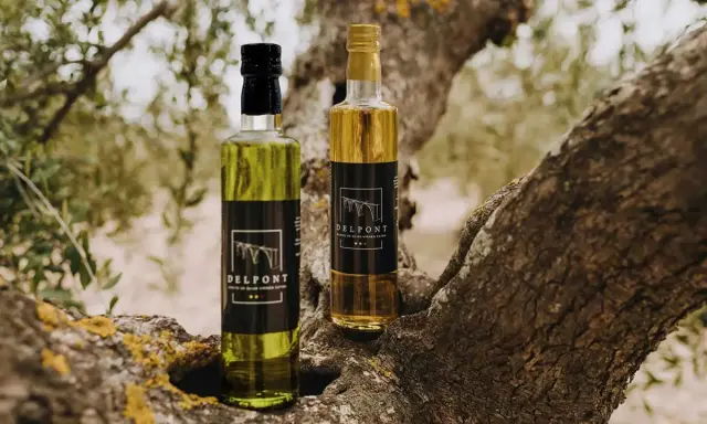 Dos botellas de aceite de oliva virgen extra Delpont, el mejor aceite del Matarraña, descansan sobre la rama de un olivo centenario.