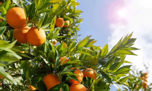 Oranger du Mexique en pot, ses fruits mûrs brillent sous le soleil.