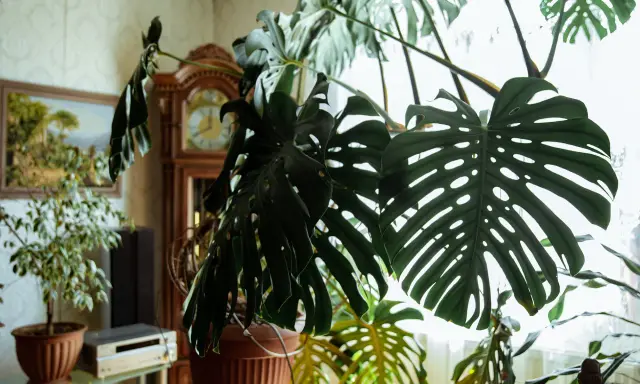 Duża, zielona monstera z charakterystycznymi liśćmi, w tle zegar stojący i obraz. Wskazówki, jak dbać o monsterę, by pięknie rosła.