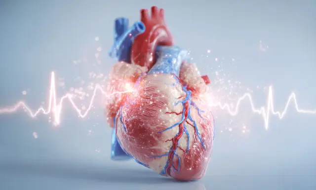Anatomical heart with glowing ECG line. Czy migotanie przedsionków jest groźne? To pytanie zadaje sobie wiele osób.