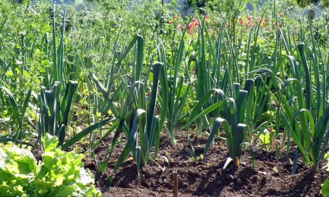 Un potager ensoleillé où l'on peut voir des rangées de poireaux prêts à être récoltés, avec de la laitue au premier plan.