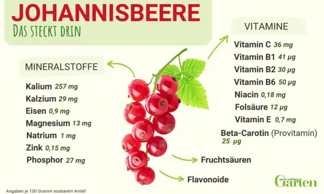 Rote Johannisbeeren sind gesund und reich an Vitaminen und Mineralstoffen. Sie enthalten Vitamin C, B-Vitamine, Kalium und Eisen.
