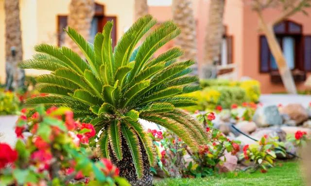 Piękna palma sagowiec, jeden z wielu rodzajów palm, rośnie wśród czerwonych kwiatów i zielonej trawy.