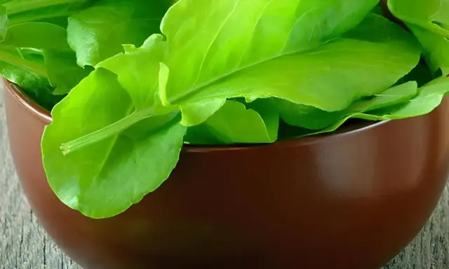 Frische, grüne Sauerampferblätter in einer braunen Schale. Dieses Kraut ist bekannt dafür, dass Sauerampfer gesund ist und viele Vitamine enthält.