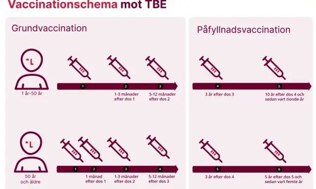 Schema för TBE-vaccination i Västerbotten. Grundvaccination och påfyllnadsdoser visas för olika åldrar.