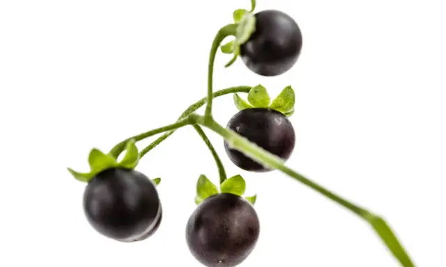Grappe de petites tomates noires, ressemblant à des baies, sur une tige verte. On dirait une tomate chien, mais attention, elle est toxique !