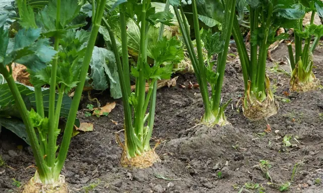 Zdrowe, zielone łodygi selera korzeniowego rosnące w ziemi. Widać początki tworzenia się bulw, co zapowiada udaną uprawę selera.