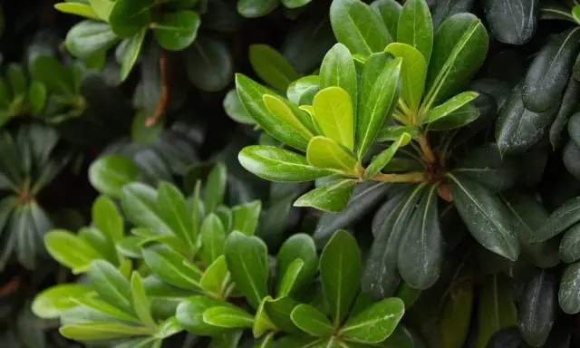 Feuilles vertes et brillantes d'un Pittosporum tenuifolium, contrastant avec des feuilles plus sombres.
