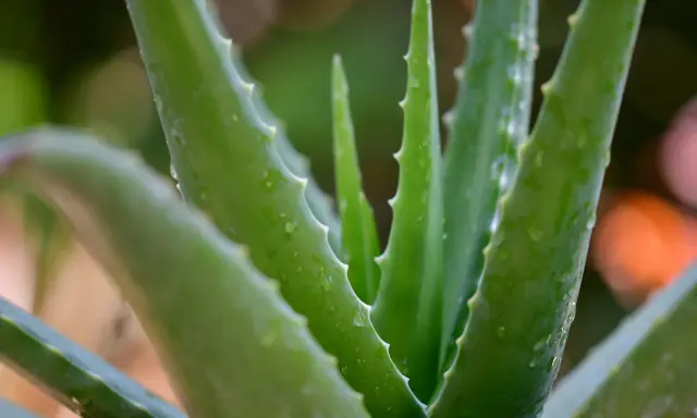 Zielone, soczyste liście aloesu z drobnymi kolcami po bokach. Woda na liściach sugeruje, jak rozpoznać aloes leczniczy po jego świeżości.