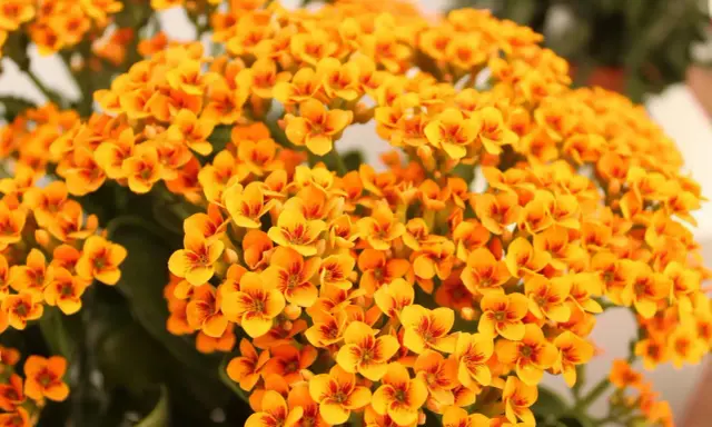 Gros plan sur des fleurs de kalanchoé orange vif, parfaites pour un entretien facile. Leurs petites fleurs en étoile apportent une touche de couleur éclatante.