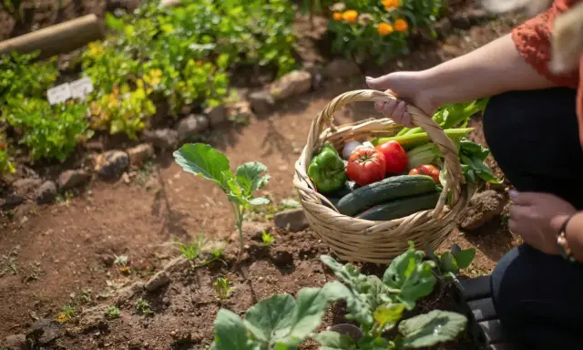 Panier de légumes frais, idéal pour savoir quoi planter en juillet. Tomates, concombres, poivrons, ail et céleri.