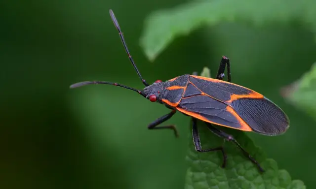 An orange bug with black spots, its wings patterned with orange lines, rests on a green leaf.