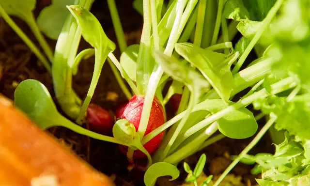 Un radis rouge commence à apparaître sous les feuilles vertes. Le moment idéal pour savoir quand cueillir radis est proche.