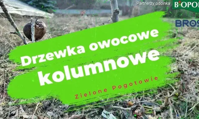 Cięcie drzew kolumnowych: Sekrety obfitych plonów i zdrowia