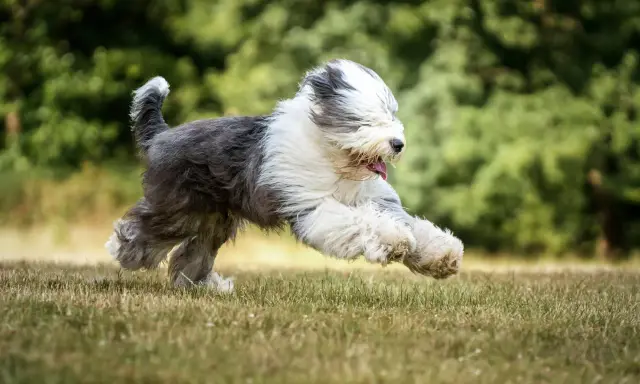 Un bobtail chien, tout en poils, court à toute vitesse dans l'herbe, la langue pendante, le bonheur à l'état pur.