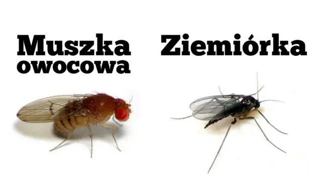 Ziemiórka, ciemna i smukła, kontrastuje z czerwonooką muszką owocową.