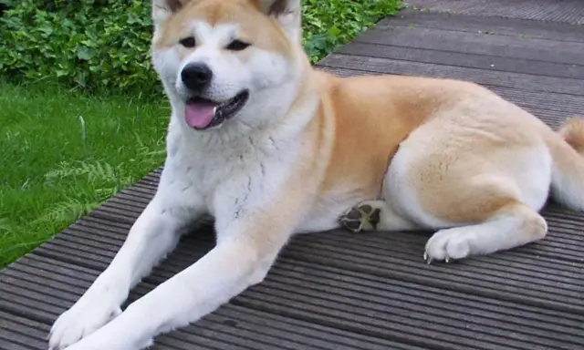 En ståtlig akita inu vilar på en träaltan, med grönskande buskar i bakgrunden.