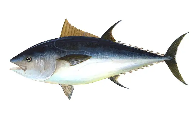 Un maestoso tonno rosso di 725 kg, con la sua livrea scura e argentea, pronto a solcare gli oceani.