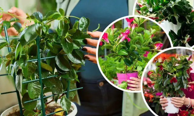 Przycinanie sundaville: Sekret obfitego kwitnienia krok po kroku