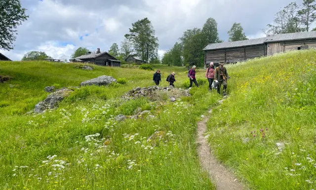 Vandring längs 7 torpsleden genom grönskande ängar med vilda blommor och gamla timmerhus.