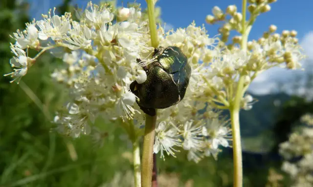 Un scarabée vert métallique se repose sur une fleur de reine des prés.