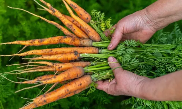 Mains tenant une botte de carottes fraîchement cueillies, la terre encore sur leurs racines. La récolte carotte est une belle récompense.