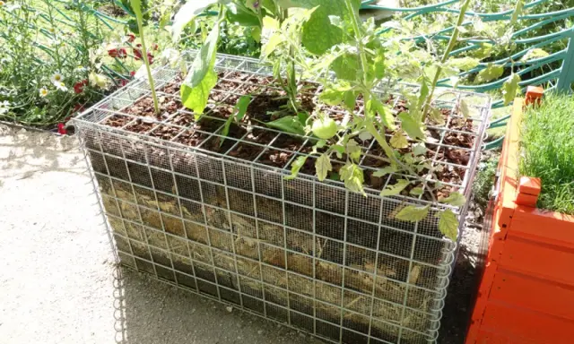 Jardinage innovant : culture sur botte de paille dans une structure métallique. Des plants de tomates poussent dans ce bac original.