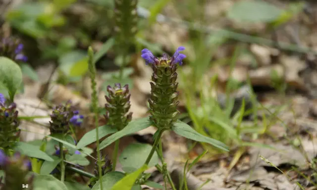 Kleine braune Blütenköpfe mit lila Akzenten, die auf die kleine Braunelle und ihre Heilwirkung hinweisen.