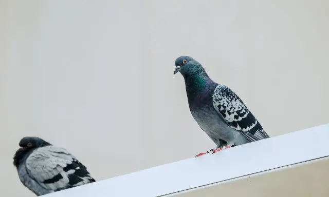 Dos palomas posadas en una cornisa blanca. Quizás busques cómo ahuyentar tortolas para que no se posen aquí.