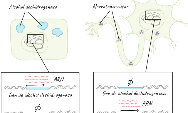 Célula hepática y neurona. La célula hepática produce alcohol deshidrogenasa, la neurona, neurotransmisores. El ARN ribosomal es clave en la expresión génica.