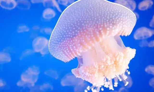 Una medusa bianca puntinata galleggia in un blu profondo, circondata da altre della sua famiglia.