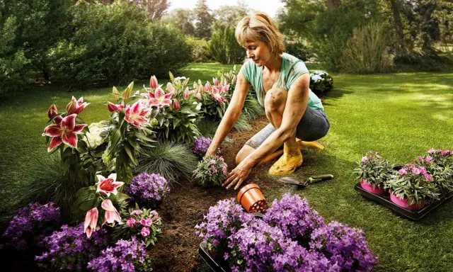 Une femme plante des fleurs dans un jardin luxuriant. Une belle idée parterre de fleurs avec des lys roses et des campanules violettes.