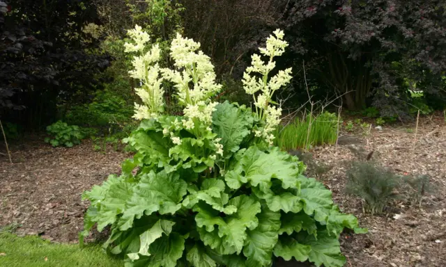 Gros plan sur une plante de rhubarbe avec de grandes feuilles vertes et des panicules de fleur de rhubarbe blanches et aériennes.