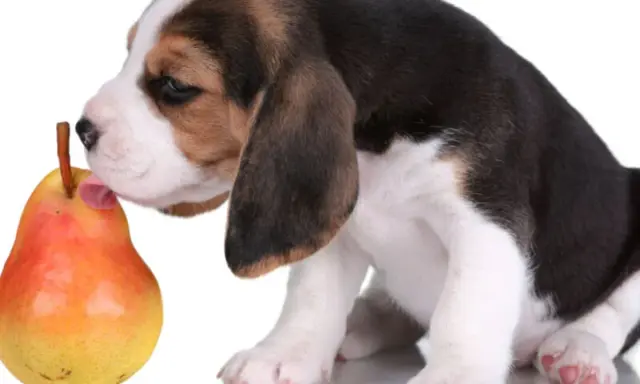 Uroczy szczeniak beagle próbuje gruszki, zastanawiając się, czy pies może jeść gruszkę.