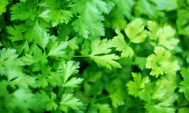 A lush, vibrant bed of freshly growing parsley, its frilly green leaves reaching towards the light.