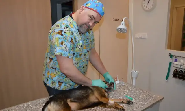 Weterynarz bada psa po odrobaczeniu. Pies leży na stole, weterynarz w koszulce z psami delikatnie otwiera mu pysk.