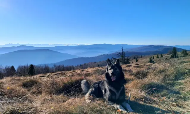 Piękna mogielica z psem odpoczywa na szczycie góry, podziwiając widok na kolejne pasma górskie w oddali.
