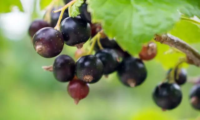 Reife Johannisbeeren hängen am Strauch, voller Vitamine und bereit zur Ernte.