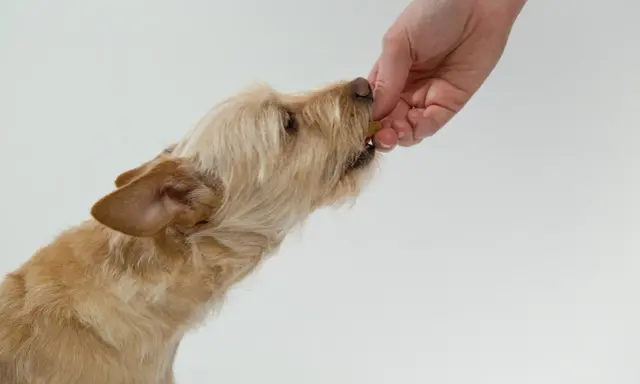 Un chien roux, aux poils mi-longs, prend une friandise dans la main d'une personne. Mon chien refuse de prendre ses médicaments, alors j'essaie avec une friandise.